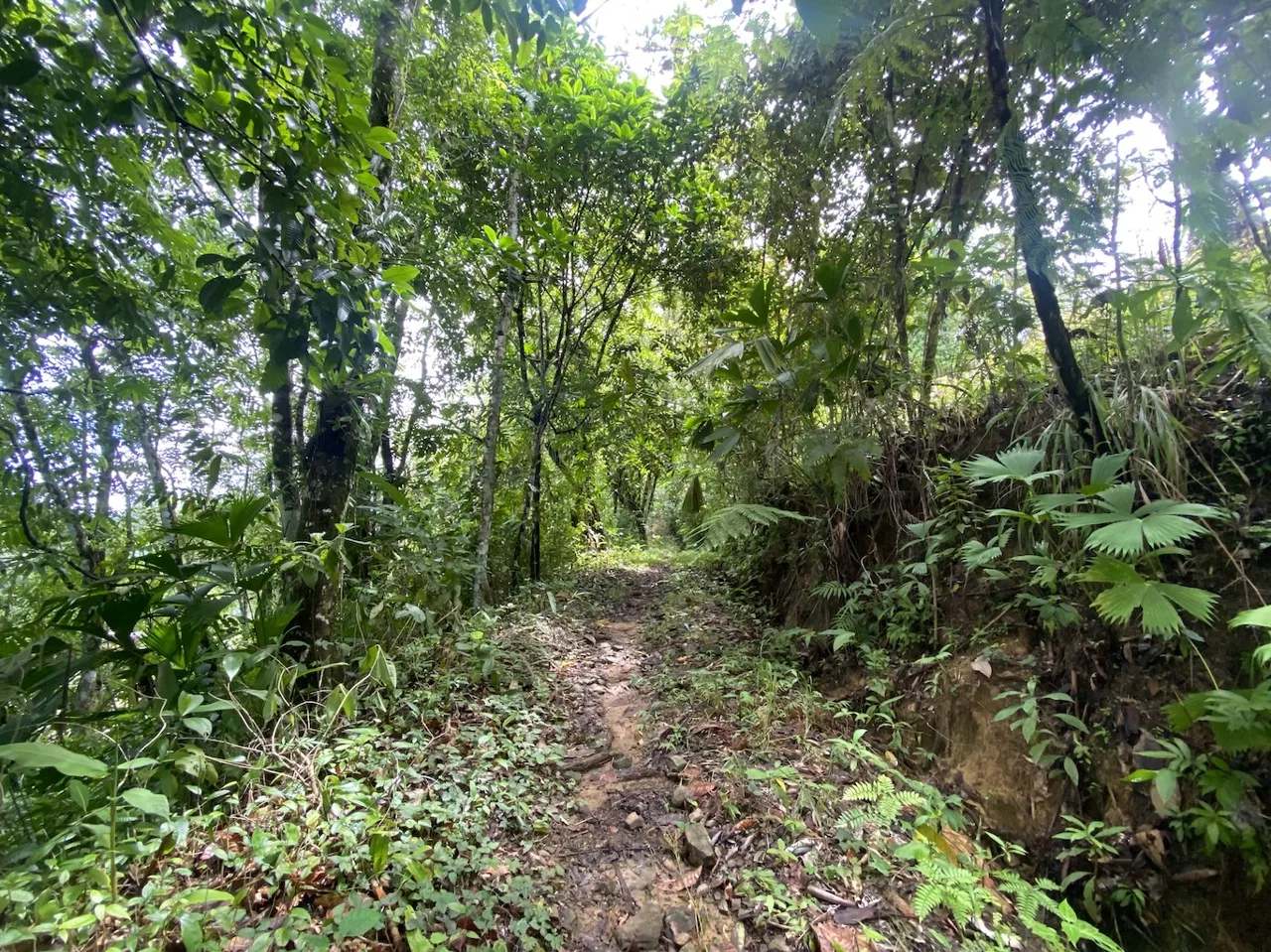BUILDING JUNGLE PROPERTY WITH TREES VIEWS, IN OJOCHAL – 2.86 ACRES, photo 11