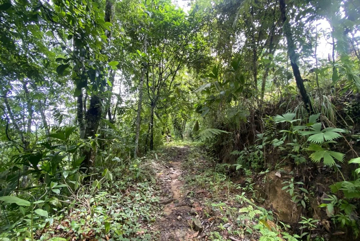 BUILDING JUNGLE PROPERTY WITH TREES VIEWS, IN OJOCHAL – 2.86 ACRES, photo 12