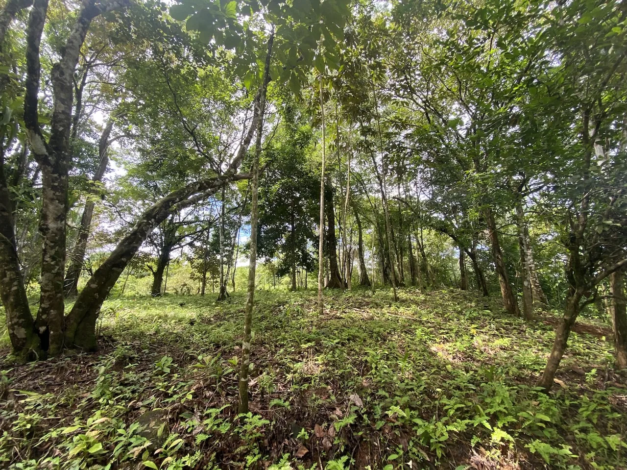BUILDING JUNGLE PROPERTY WITH TREES VIEWS, IN OJOCHAL – 2.86 ACRES, photo 13
