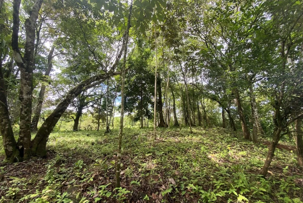 BUILDING JUNGLE PROPERTY WITH TREES VIEWS, IN OJOCHAL – 2.86 ACRES, photo 14