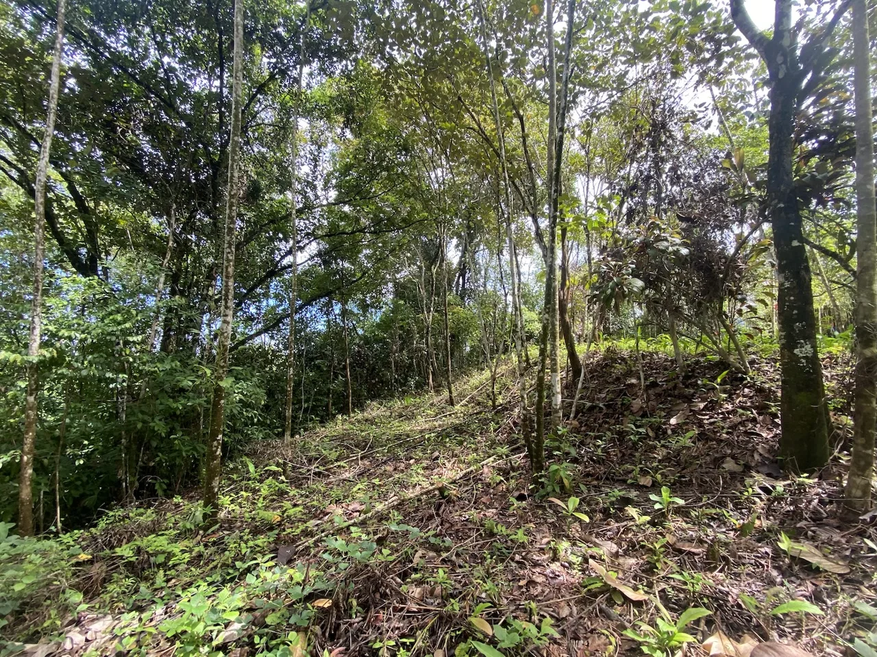 BUILDING JUNGLE PROPERTY WITH TREES VIEWS, IN OJOCHAL – 2.86 ACRES, photo 15