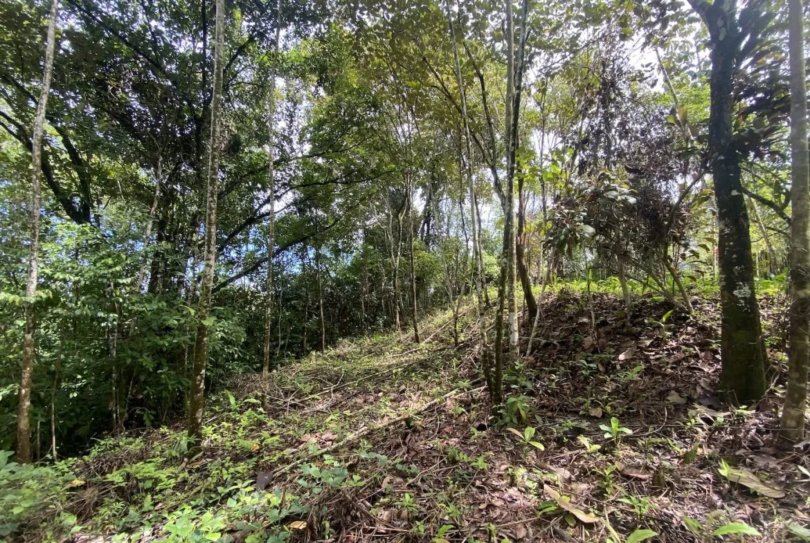 BUILDING JUNGLE PROPERTY WITH TREES VIEWS, IN OJOCHAL – 2.86 ACRES, photo 16