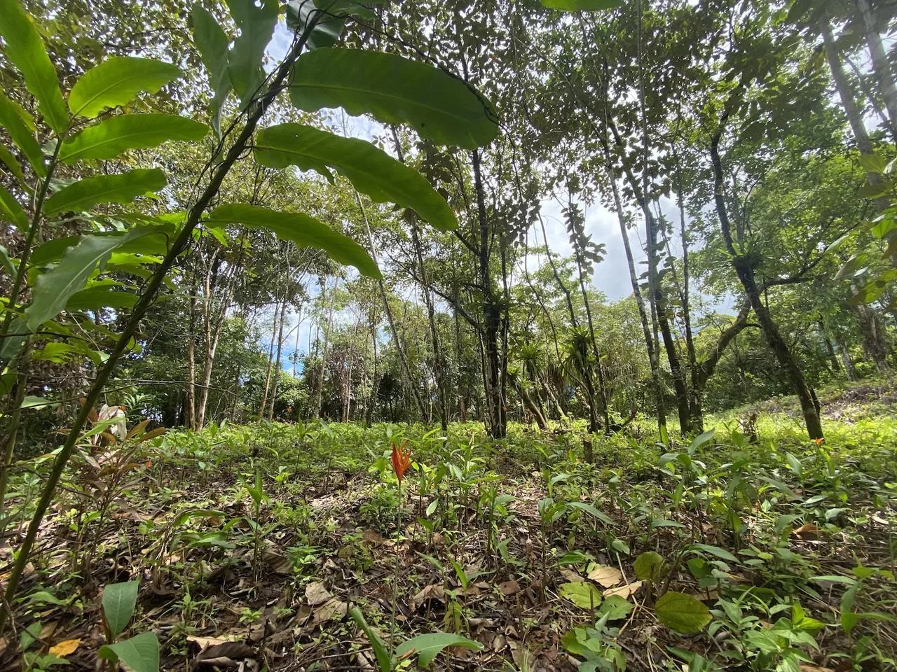 BUILDING JUNGLE PROPERTY WITH TREES VIEWS, IN OJOCHAL – 2.86 ACRES, photo 17