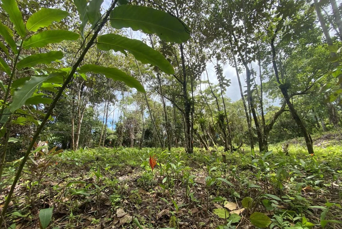 BUILDING JUNGLE PROPERTY WITH TREES VIEWS, IN OJOCHAL – 2.86 ACRES, photo 18