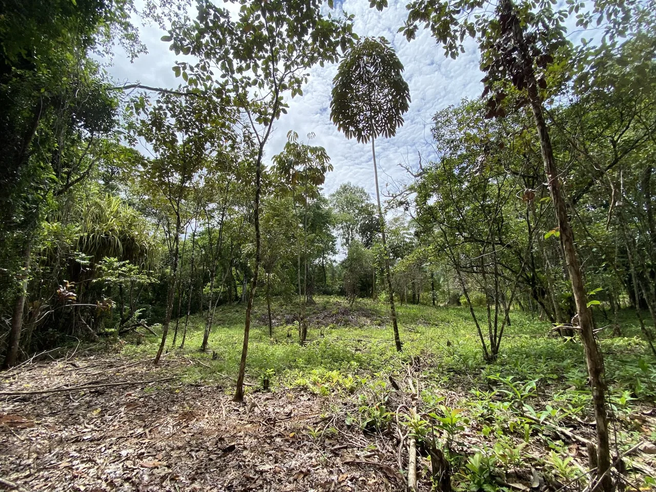 BUILDING JUNGLE PROPERTY WITH TREES VIEWS, IN OJOCHAL – 2.86 ACRES, photo 19