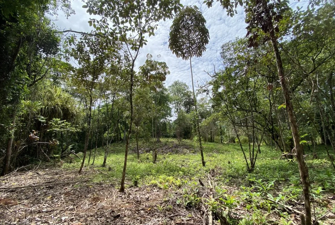 BUILDING JUNGLE PROPERTY WITH TREES VIEWS, IN OJOCHAL – 2.86 ACRES, photo 20