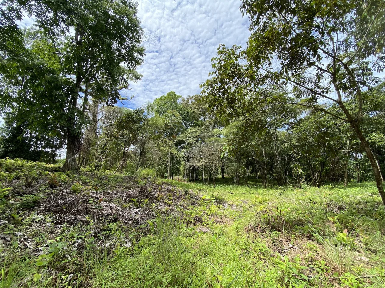 BUILDING JUNGLE PROPERTY WITH TREES VIEWS, IN OJOCHAL – 2.86 ACRES, photo 21