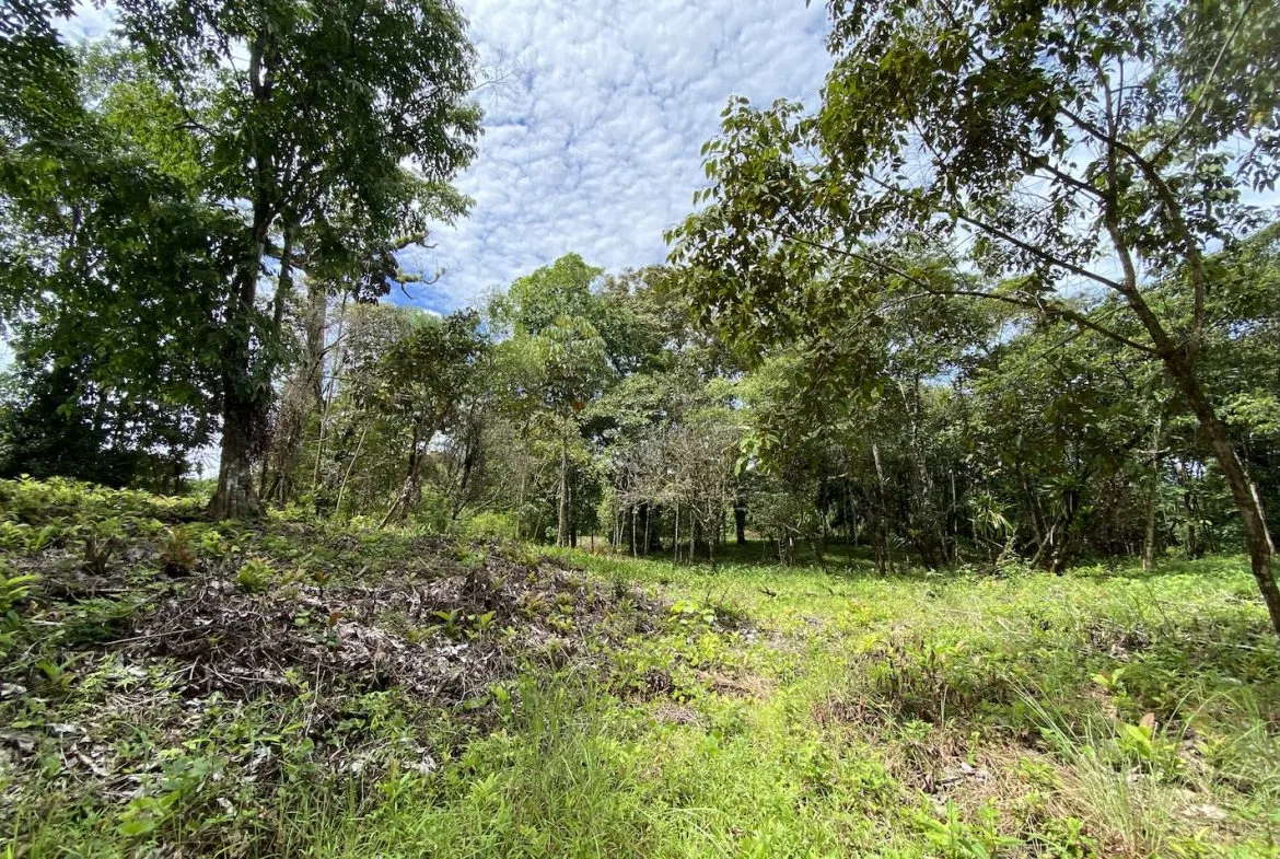 BUILDING JUNGLE PROPERTY WITH TREES VIEWS, IN OJOCHAL – 2.86 ACRES, photo 22