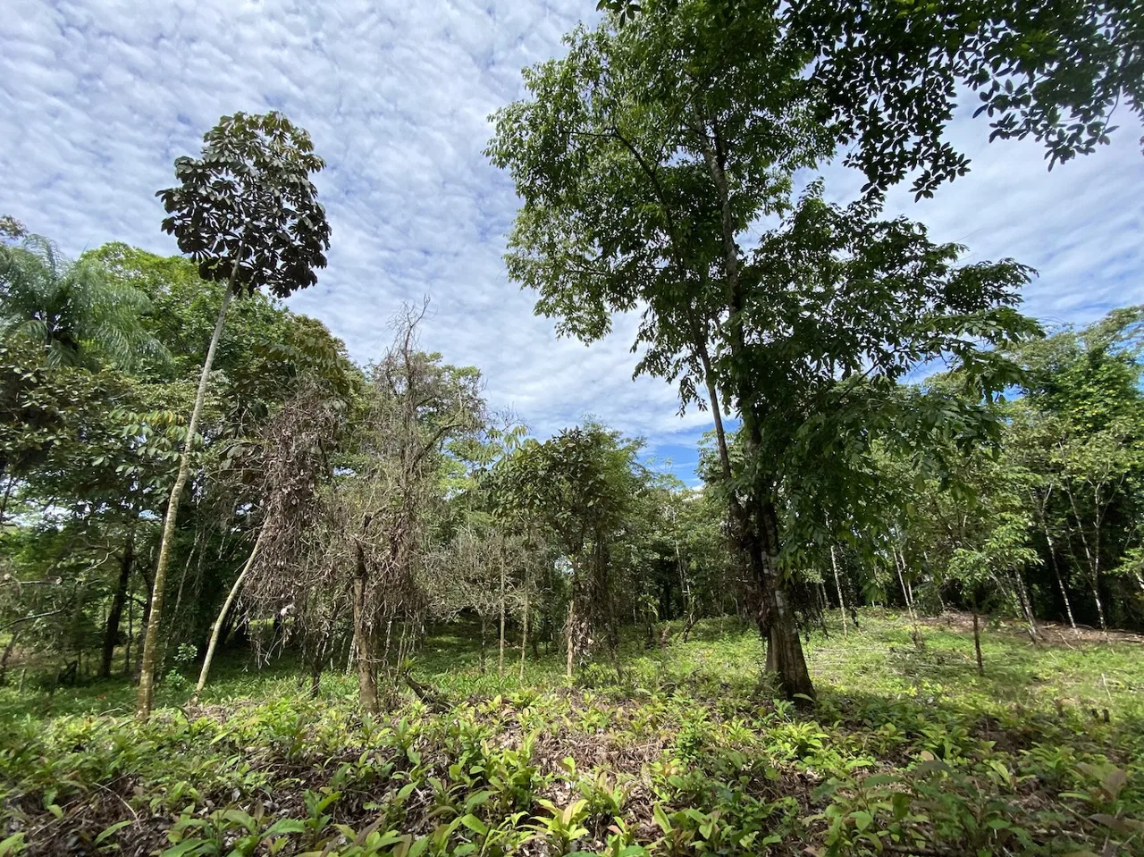 BUILDING JUNGLE PROPERTY WITH TREES VIEWS, IN OJOCHAL – 2.86 ACRES, photo 23