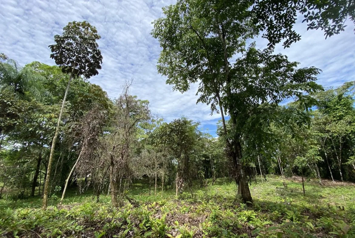 BUILDING JUNGLE PROPERTY WITH TREES VIEWS, IN OJOCHAL – 2.86 ACRES, photo 24