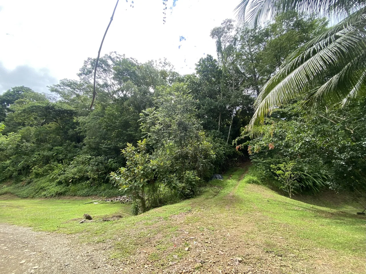 BUILDING JUNGLE PROPERTY WITH TREES VIEWS, IN OJOCHAL – 2.86 ACRES, photo 5