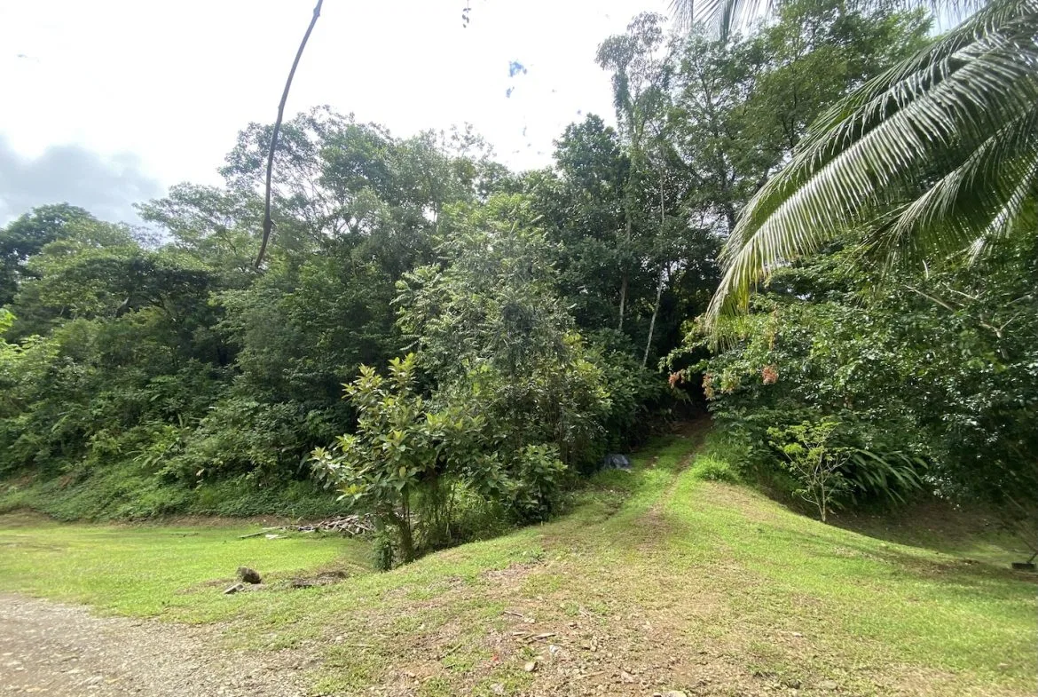 BUILDING JUNGLE PROPERTY WITH TREES VIEWS, IN OJOCHAL – 2.86 ACRES, photo 6