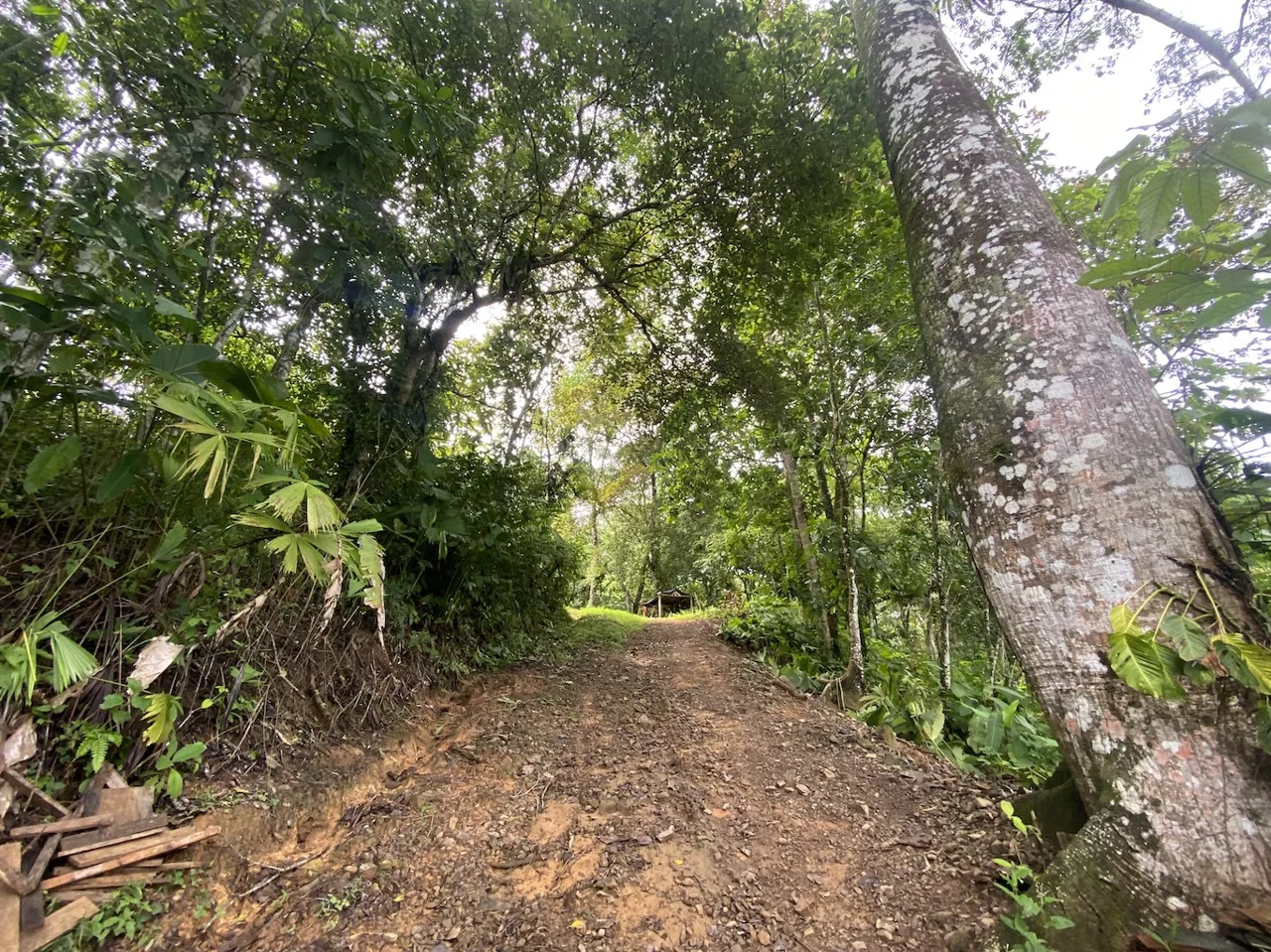 BUILDING JUNGLE PROPERTY WITH TREES VIEWS, IN OJOCHAL – 2.86 ACRES, photo 7