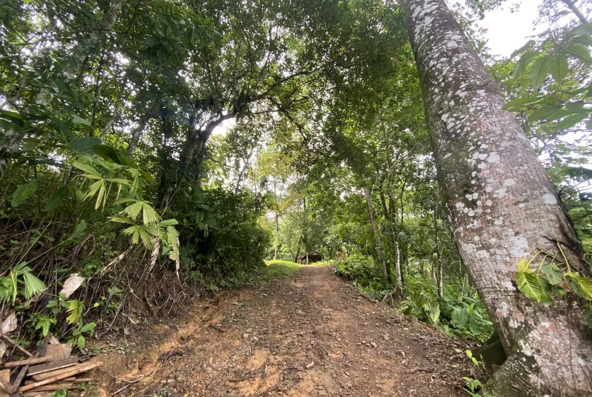 BUILDING JUNGLE PROPERTY WITH TREES VIEWS, IN OJOCHAL – 2.86 ACRES, photo 8