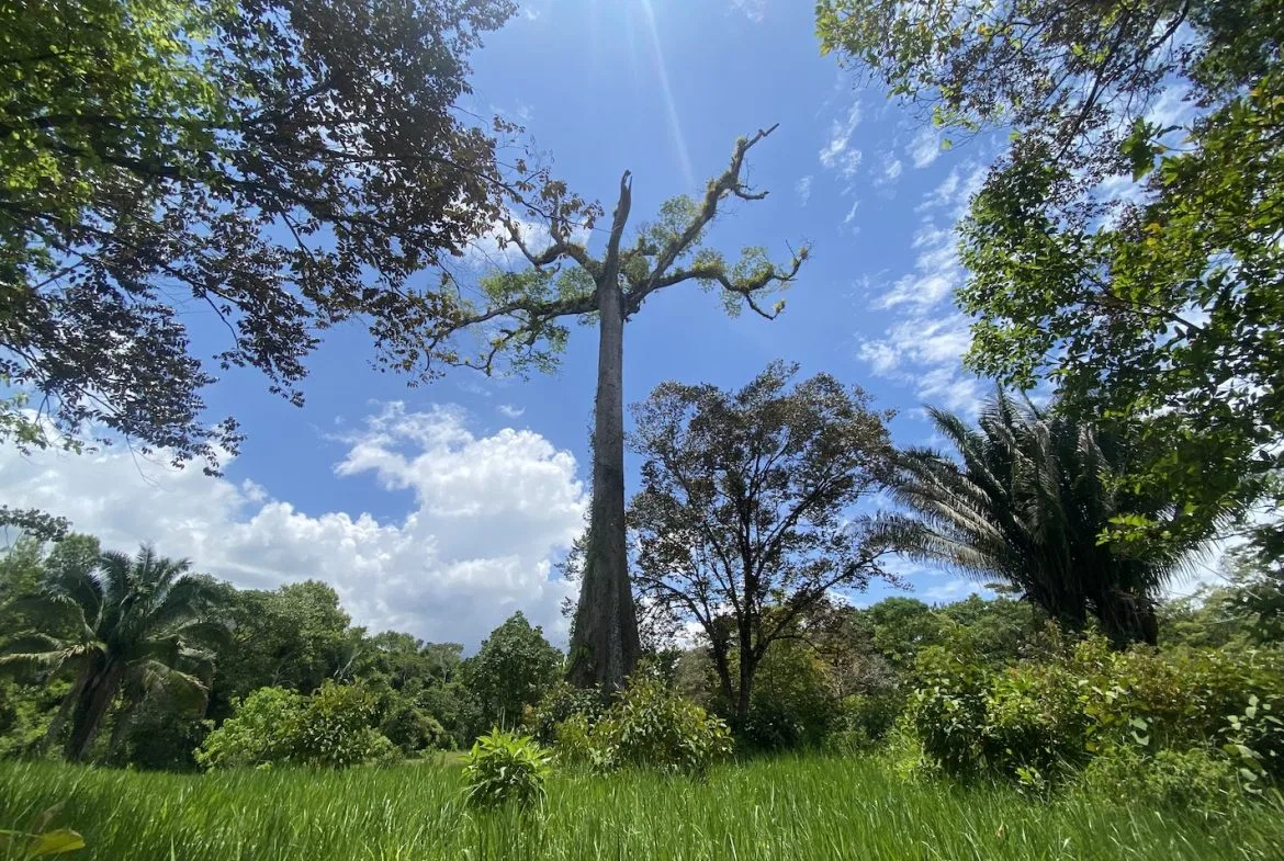 BUILDING JUNGLE PROPERTY WITH TREES VIEWS, IN OJOCHAL – 2.86 ACRES, photo 10