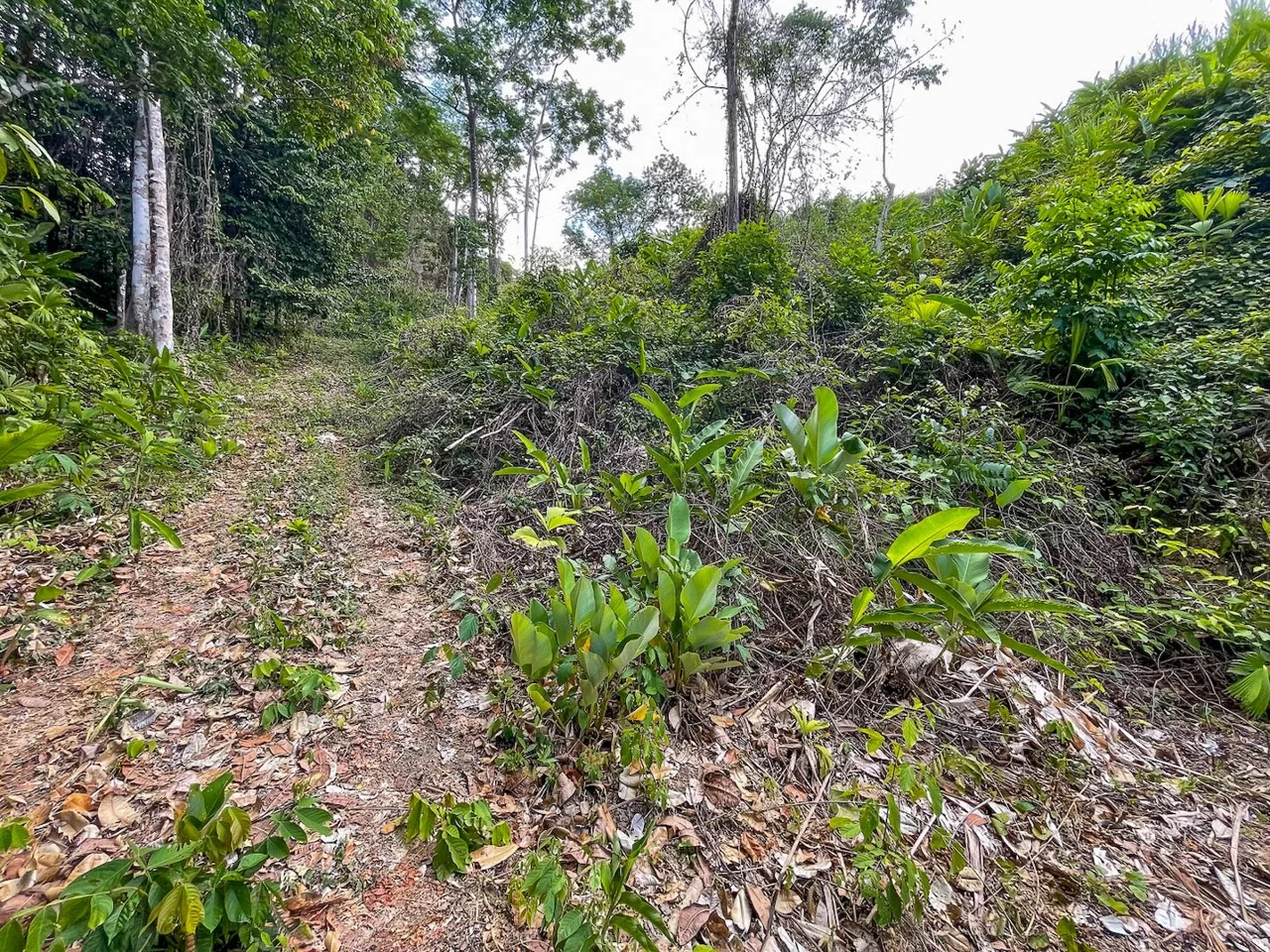 BUILDING PROPERTY WITH PANORAMIC OCEAN AND MOUNTAIN VIEWS, IN OJOCHAL – 2.2 ACRES, photo 9