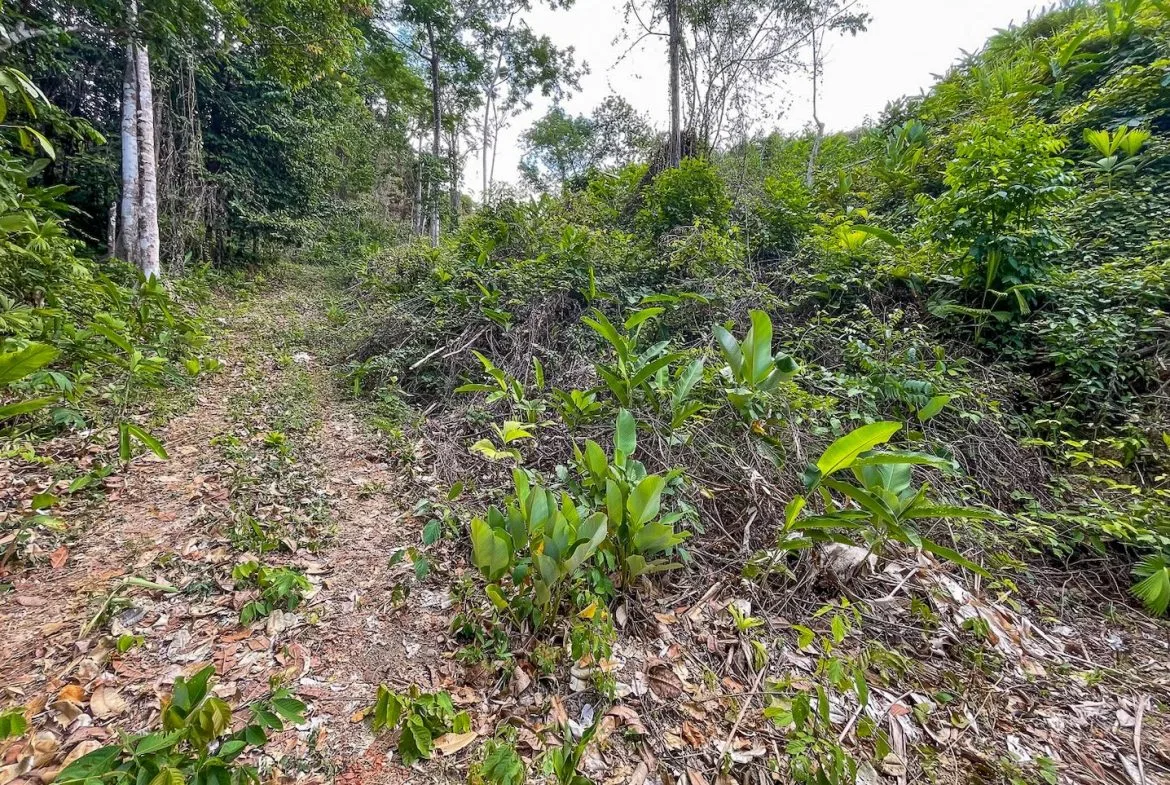 BUILDING PROPERTY WITH PANORAMIC OCEAN AND MOUNTAIN VIEWS, IN OJOCHAL – 2.2 ACRES, photo 10