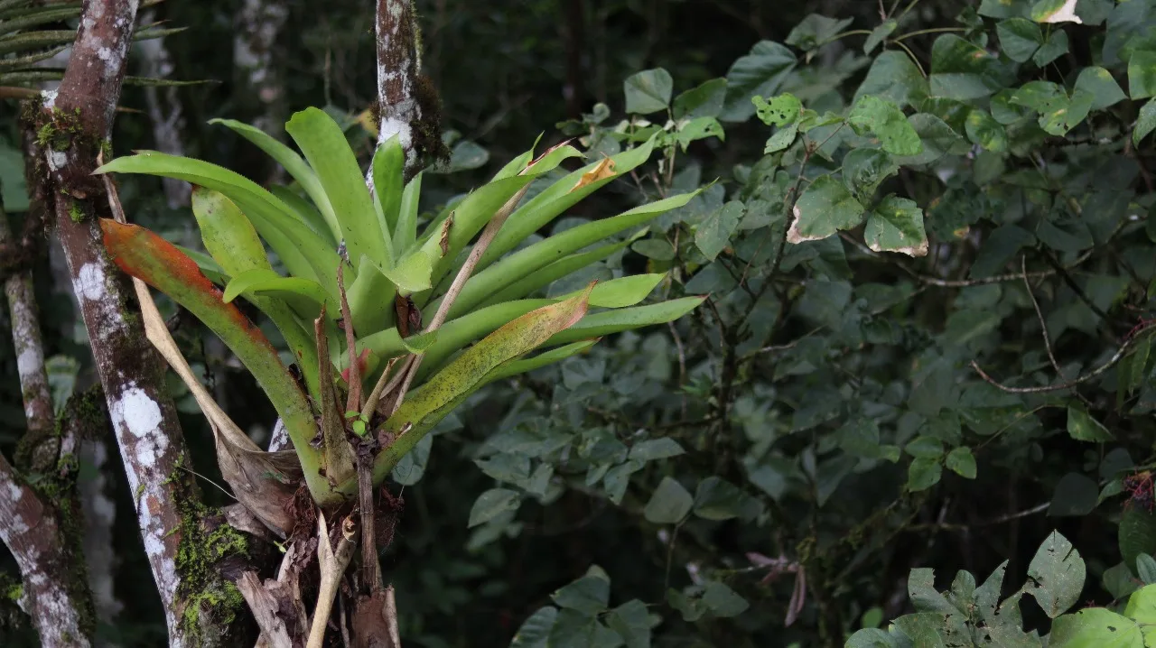 Farm Land for Sale in San Vito Costa Rica – 6,111 m² Near La Amistad Park – Stream, Buildable, Fertile Soil