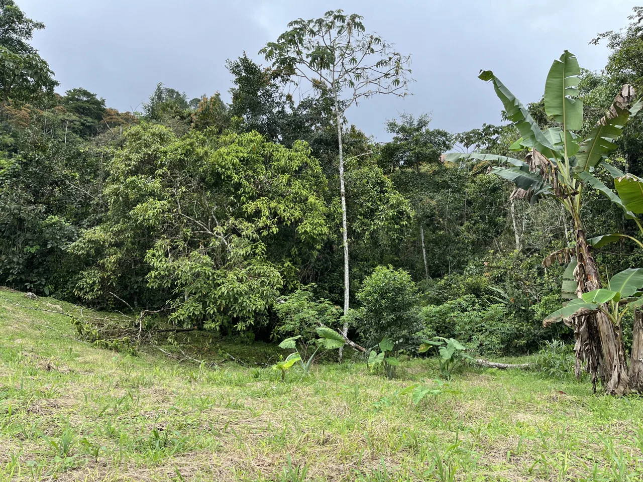 Farm Land for Sale in San Vito Costa Rica – 6,111 m² Near La Amistad Park – Stream, Buildable, Fertile Soil, photo 3