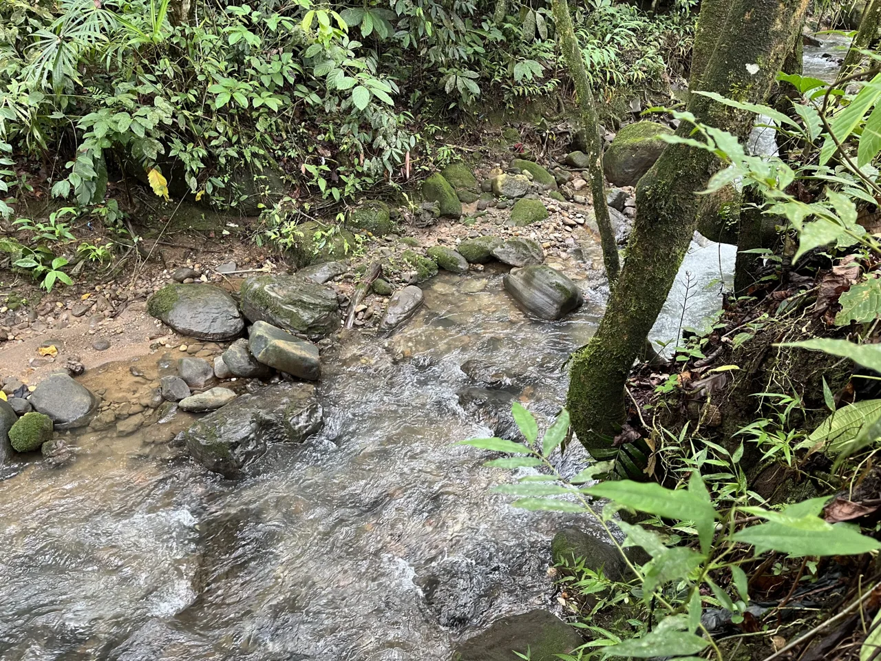 Farm Land for Sale in San Vito Costa Rica – 6,111 m² Near La Amistad Park – Stream, Buildable, Fertile Soil, photo 4