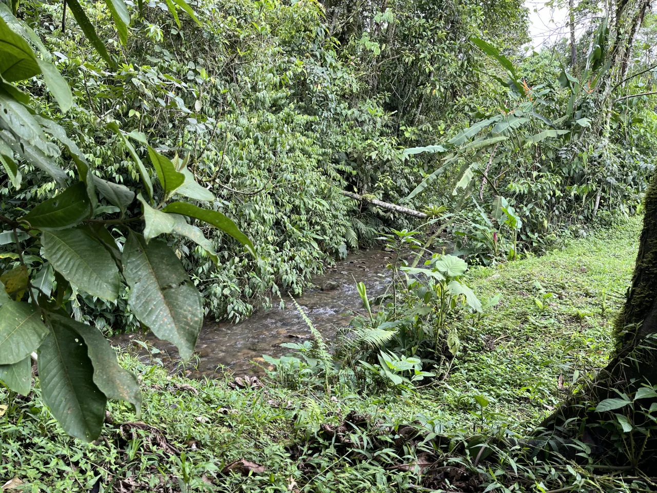 Farm Land for Sale in San Vito Costa Rica – 6,111 m² Near La Amistad Park – Stream, Buildable, Fertile Soil, photo 5