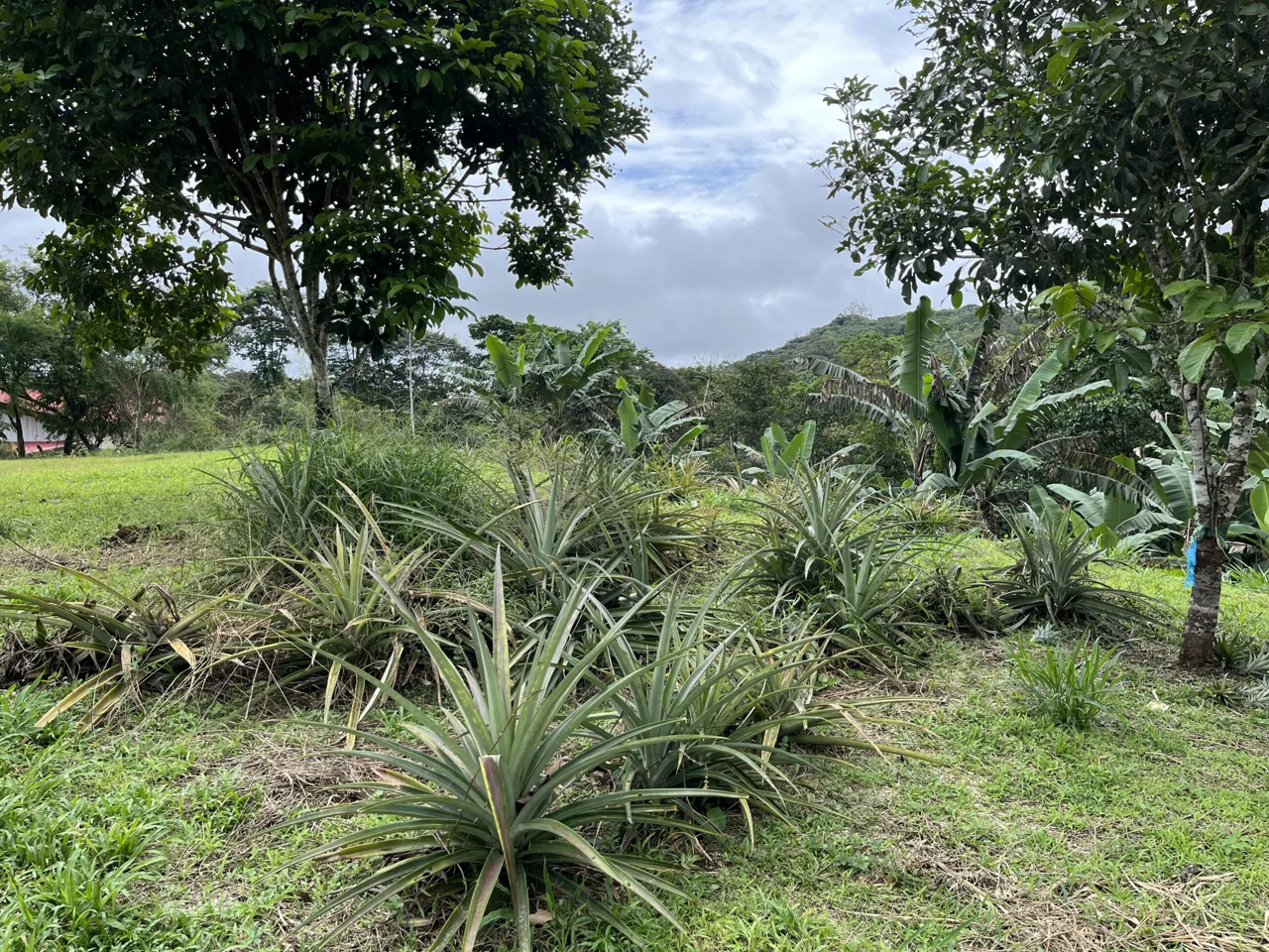 Farm Land for Sale in San Vito Costa Rica – 6,111 m² Near La Amistad Park – Stream, Buildable, Fertile Soil, photo 9