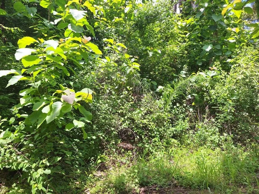 LOTE EN VENTA EN TURRUBARES SAN JOSE - Venta en Turrubares, photo 4