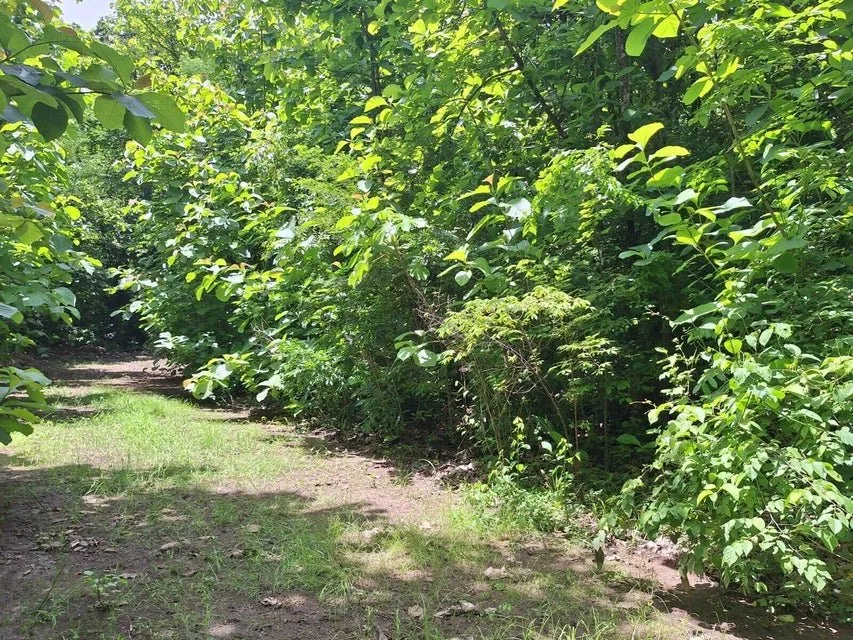 LOTE EN VENTA EN TURRUBARES SAN JOSE - Venta en Turrubares, photo 6