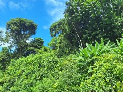 Exceptional Ocean & Mountain View Property in Pinuela Arriba, Costa Rica, photo 17
