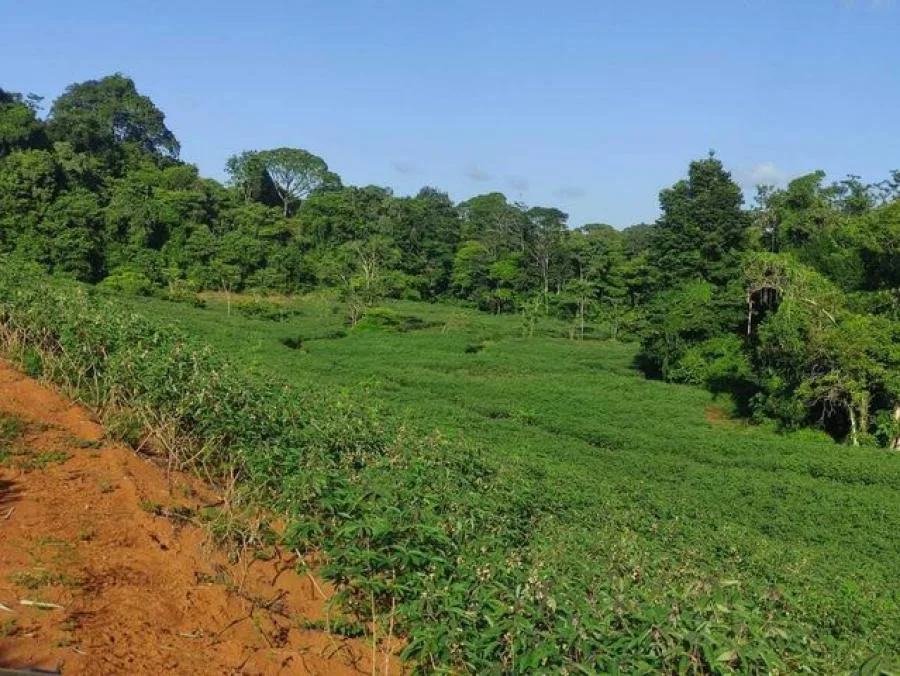 Venta de finca agrícola en Sarapiquí,  Heredia. RAH 26-1033 NR - Venta en Sarapiquí