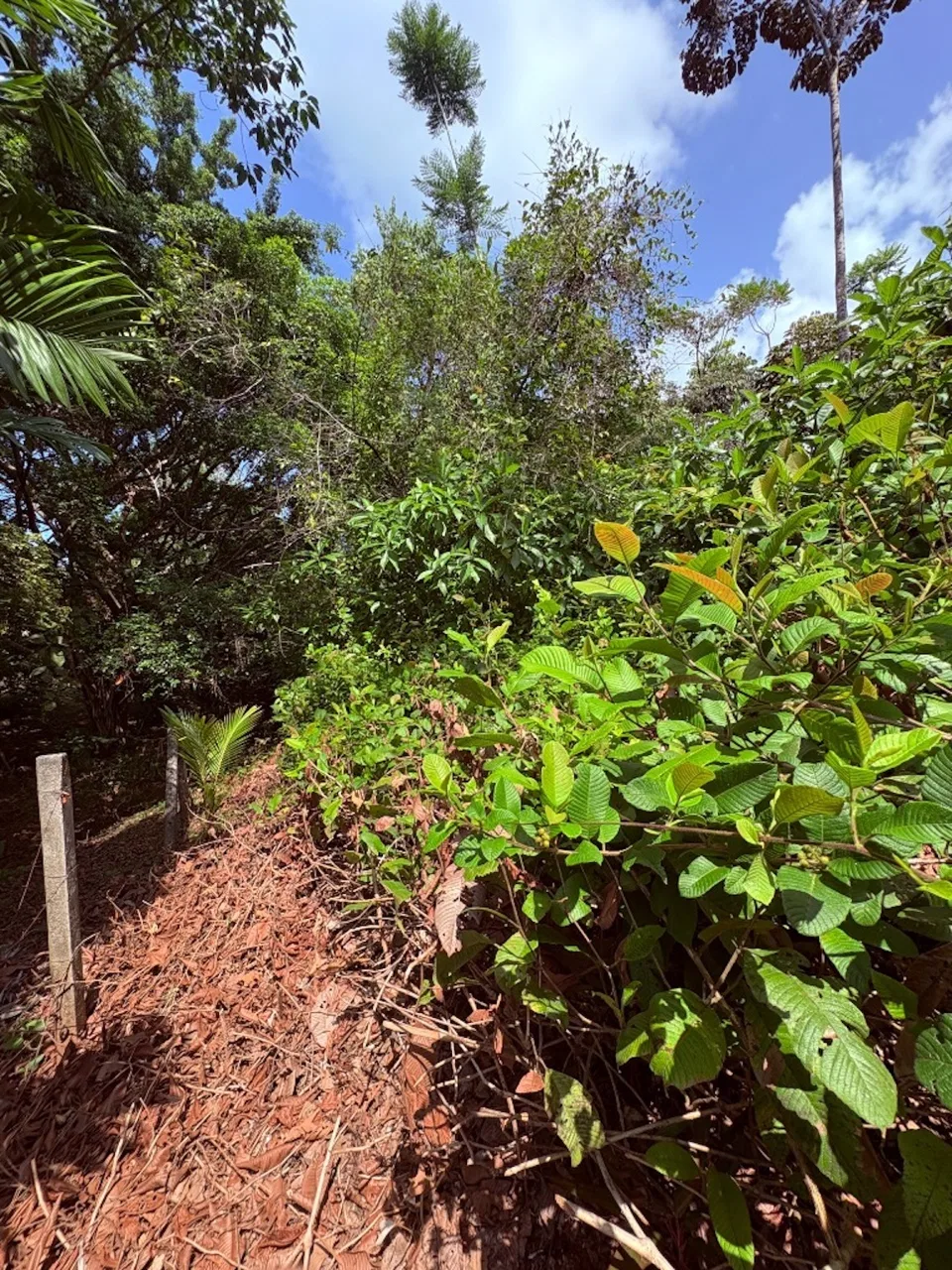 BUILDING PROPERTY WITH PUBLIC ROAD IN FRONT, IN OJOCHAL – 8.32 ACRES, photo 11