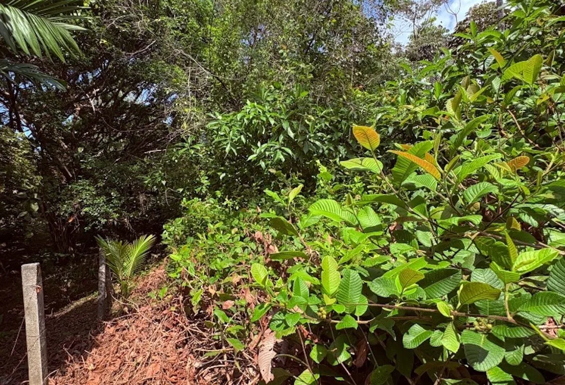 BUILDING PROPERTY WITH PUBLIC ROAD IN FRONT, IN OJOCHAL – 8.32 ACRES, photo 12