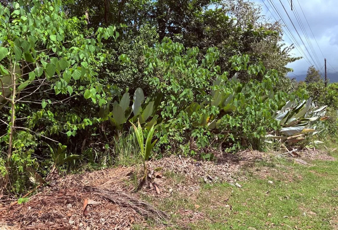 BUILDING PROPERTY WITH PUBLIC ROAD IN FRONT, IN OJOCHAL – 8.32 ACRES, photo 6