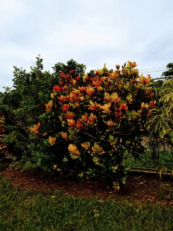 THE FIFTH OF 3890 M WITH A NATURAL RESERVE AT THE BOTTOM OF THE PROPERTY, THIS UNTOUCHABLE RESERVE, WITH MANY TREES, FRUIT TREES, ORNAMENTAL PLANTS, WATER, LIGHT, LOCATED IN A PRIVATE ...