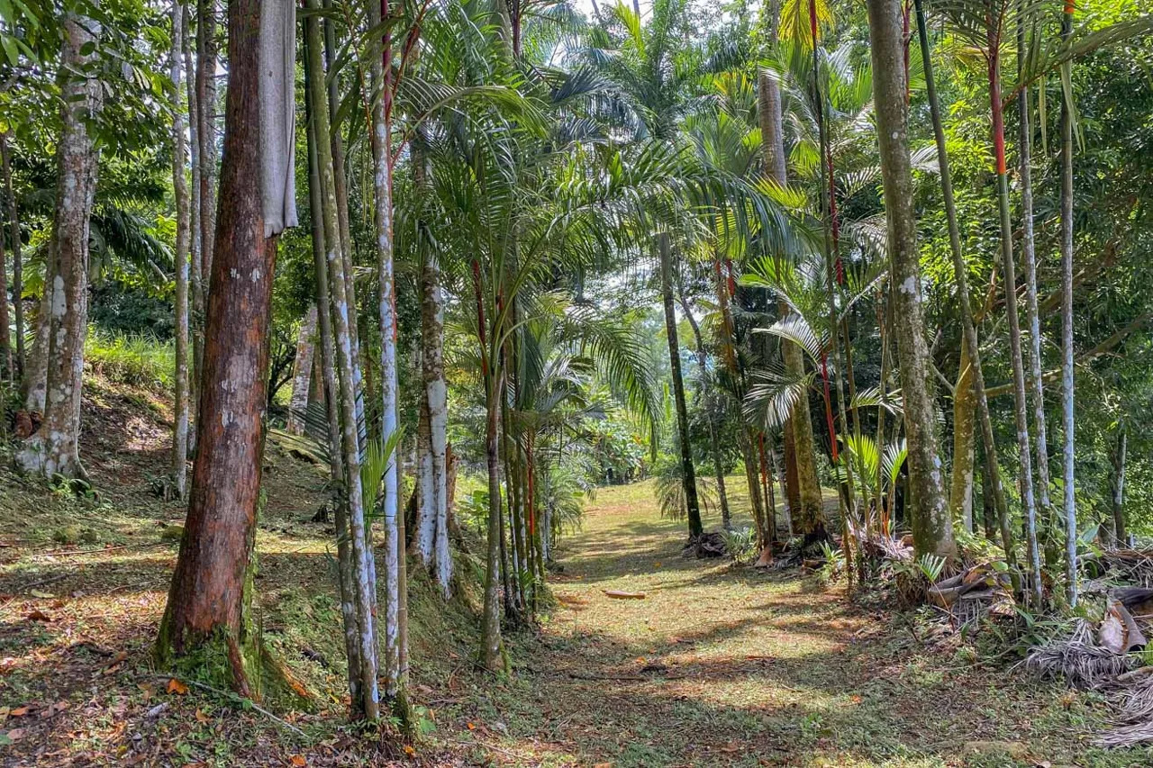 BUILDING PROPERTY WITH PANORAMIC VIEWS OF THE OCEAN AND VALLEY, IN UVITA – 1.4 ACRES, photo 13