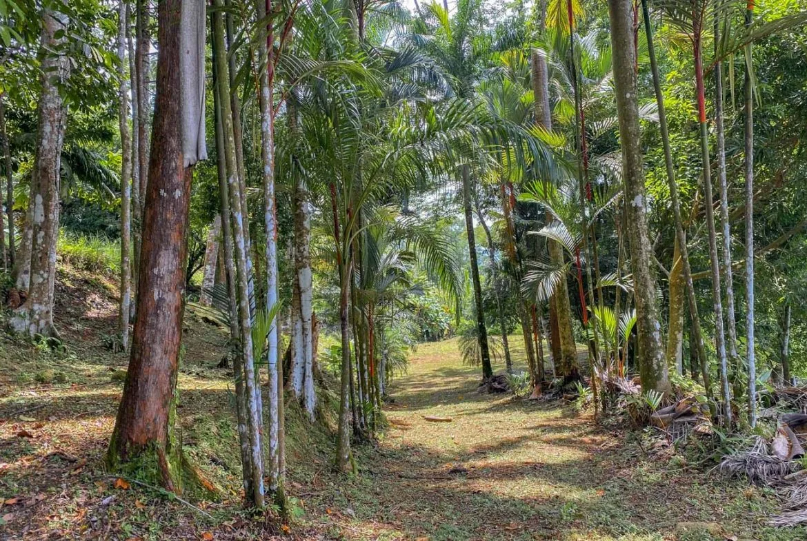 BUILDING PROPERTY WITH PANORAMIC VIEWS OF THE OCEAN AND VALLEY, IN UVITA – 1.4 ACRES, photo 14