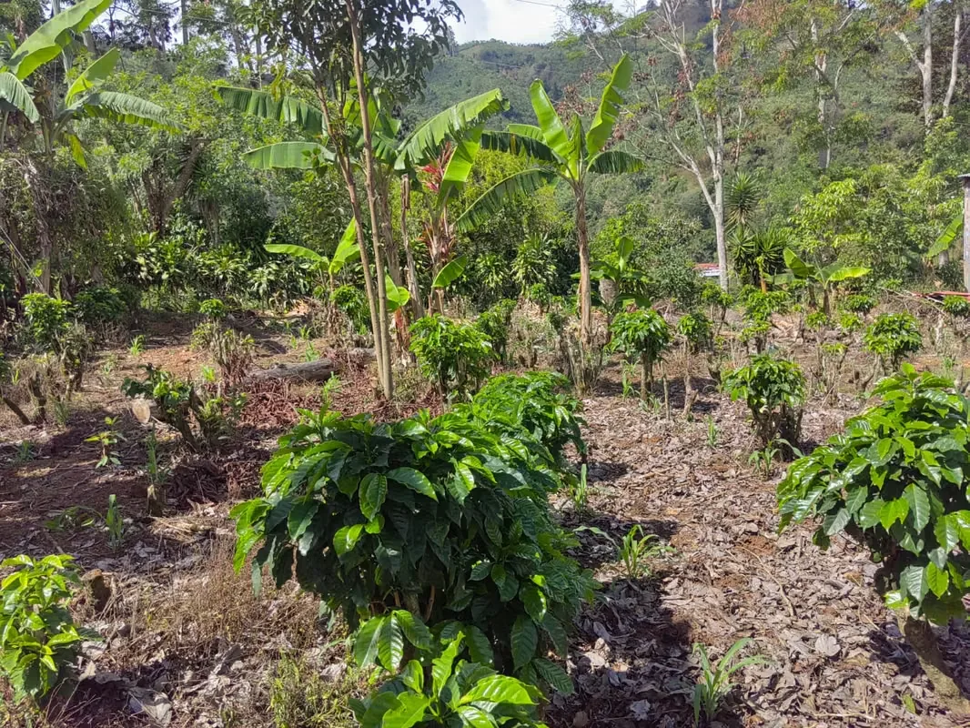 Amplio lote de 469 mts². Ubicado en San Jerónimo de Tarrazú. Zona agrícola, con árboles frutales, vista a las montañas. Completamente plano. Libre de gravámenes, cerca de ...