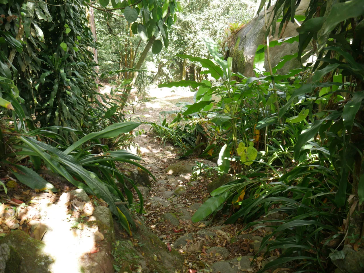 Business Transfer - Organic Restaurant and Store with 3 Acres in San Gerardo de Rivas, Pérez Zeledón, photo 13