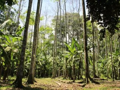 Venta de Terreno de Primera en Playa Negra, Hone Creek / Puerto Viejo, photo 3