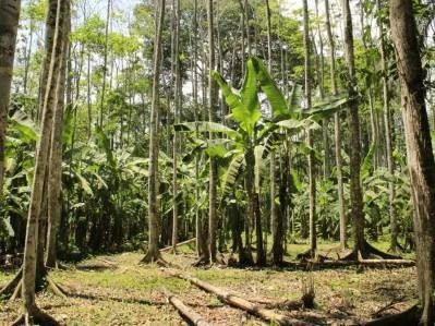 Venta de Terreno de Primera en Playa Negra, Hone Creek / Puerto Viejo, photo 4