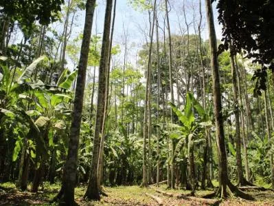 Venta de Terreno de Primera en Playa Negra, Hone Creek / Puerto Viejo, photo 6