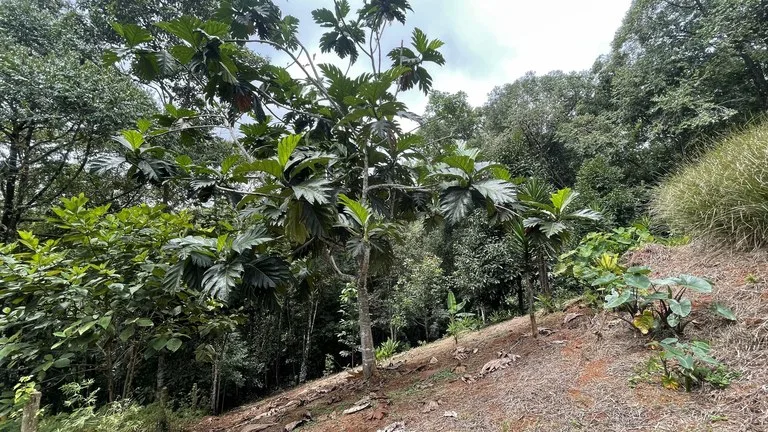 HALF ACRE LOT IN PLATANILLO, MINUTES TO THE BEACH OF DOMINICAL, photo 2