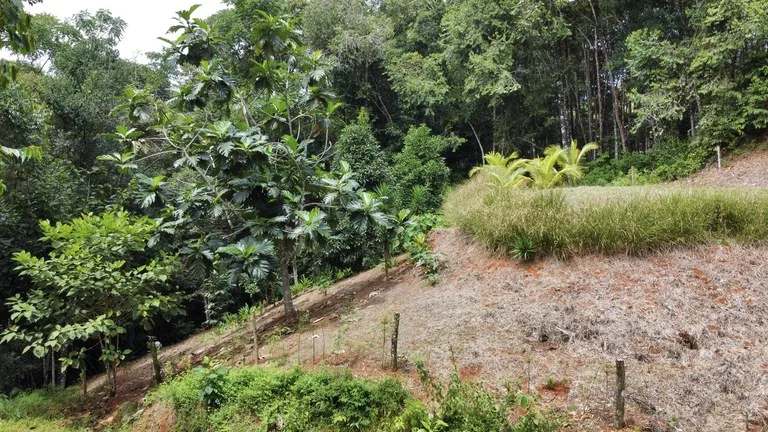 HALF ACRE LOT IN PLATANILLO, MINUTES TO THE BEACH OF DOMINICAL, photo 3
