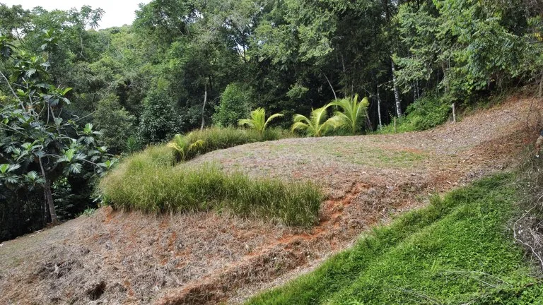 HALF ACRE LOT IN PLATANILLO, MINUTES TO THE BEACH OF DOMINICAL, photo 5