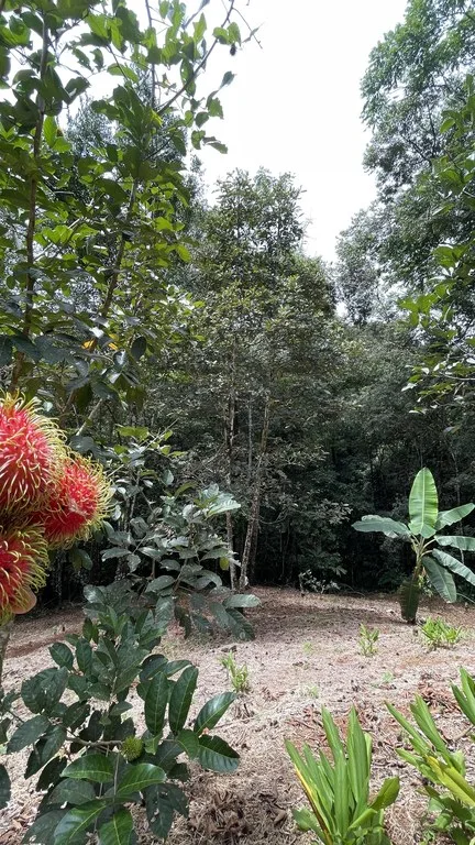 HALF ACRE LOT IN PLATANILLO, MINUTES TO THE BEACH OF DOMINICAL, photo 9
