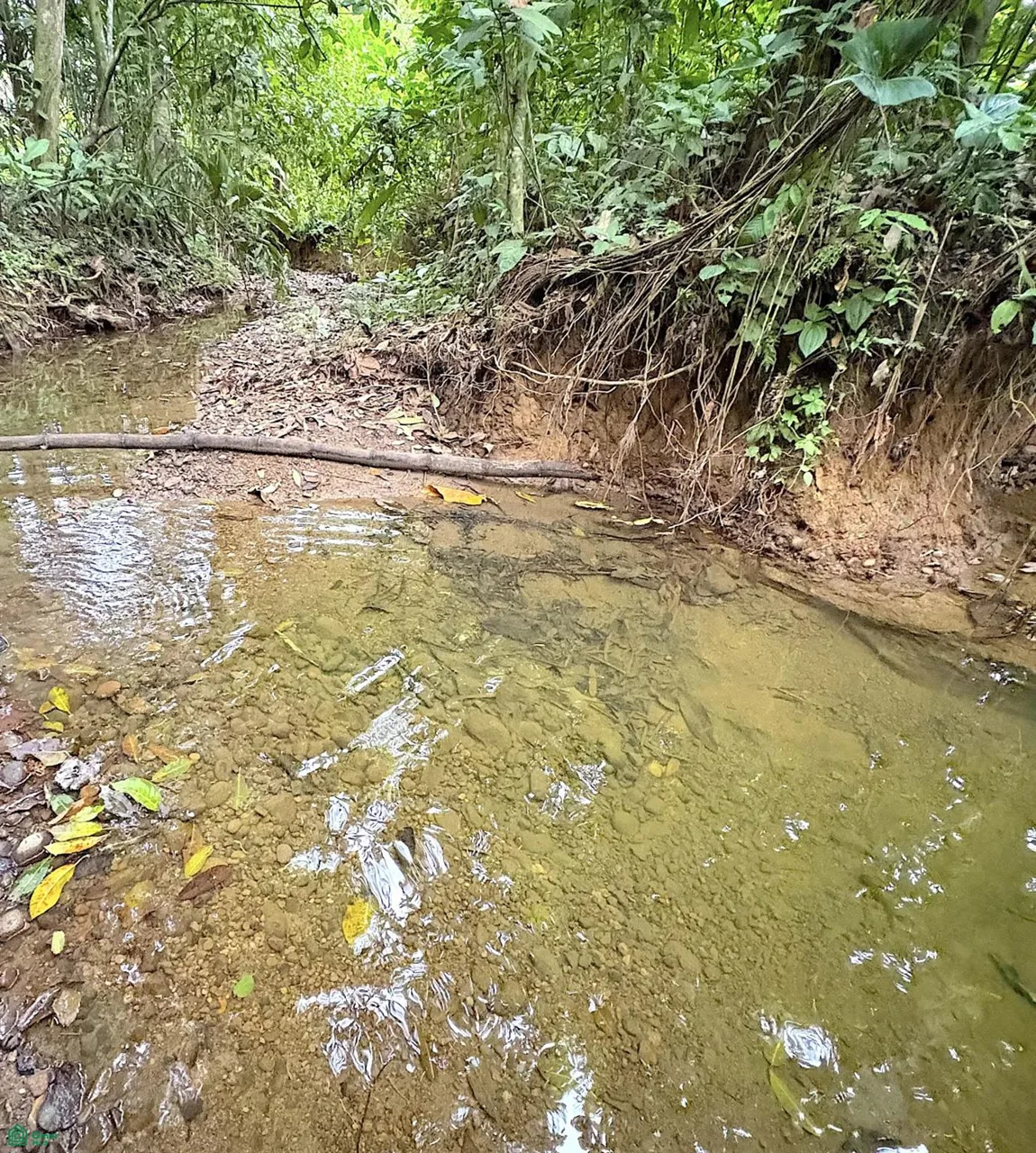 Parcelas en plena naturaleza cerca de Cahuita, photo 8