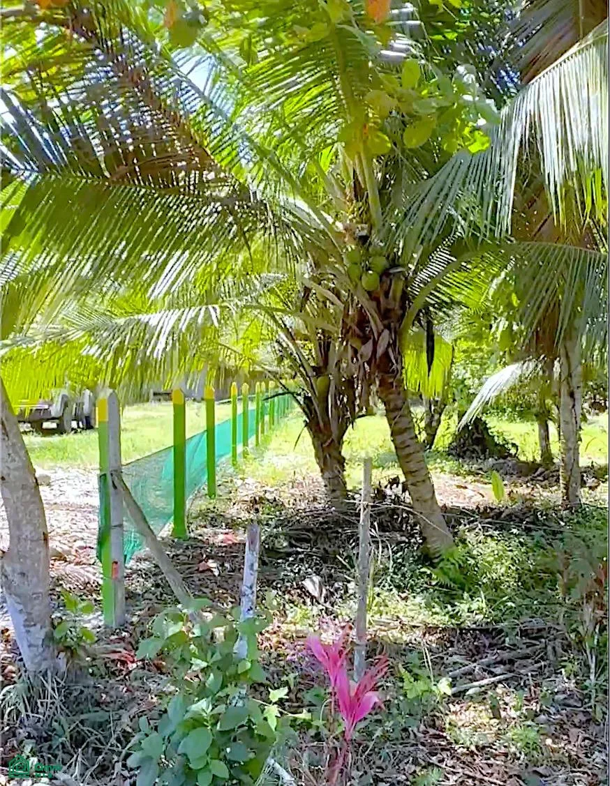 Parcelas en plena naturaleza cerca de Cahuita, photo 9