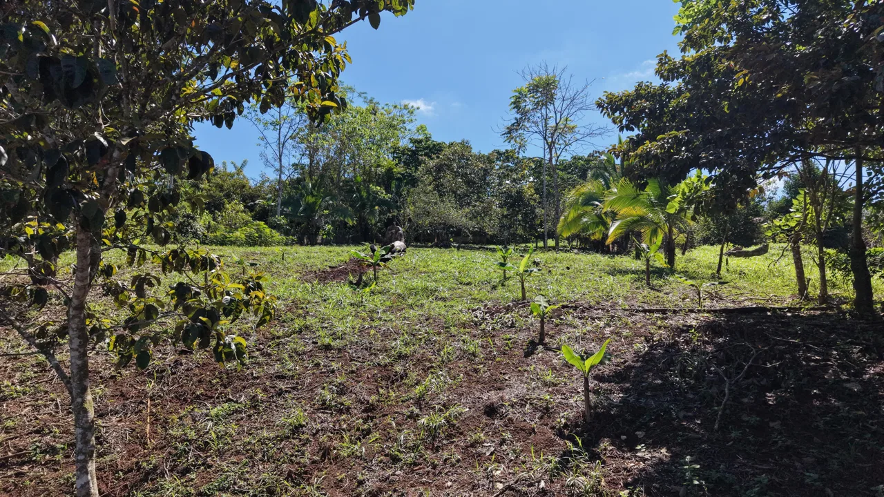 VENTA DE CASA CON LOTE DE 3.494 M2 EN TRES RIOS DE VOLCAN, BUENOS AIRES DE PUNTARENAS, photo 3