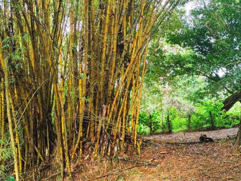 Land For Sale in La Fortuna, photo 2