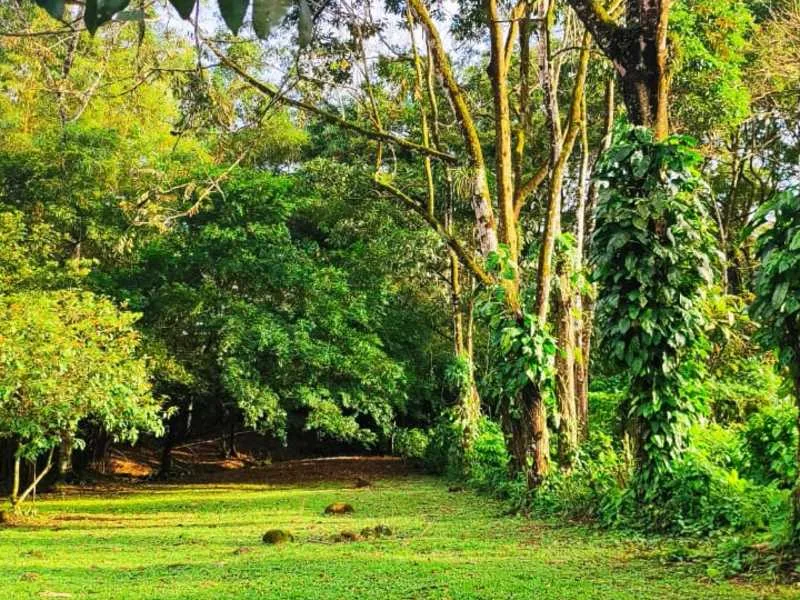Land For Sale in La Fortuna, photo 3